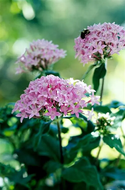Розовые Pentas lanceolata