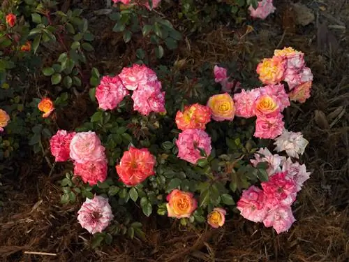 Розы конца радуги