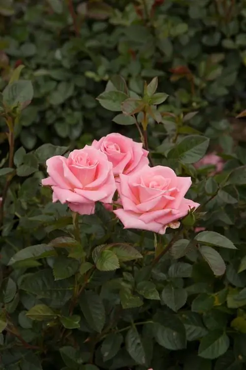 Бэби-бумер Роуз