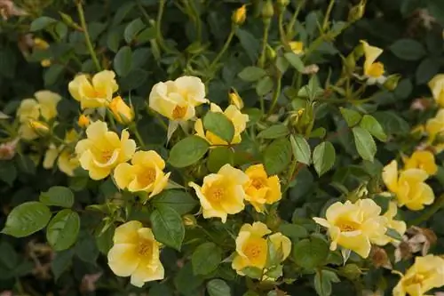 Малышка Любовь Роза