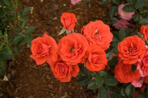 Морковные топ розы