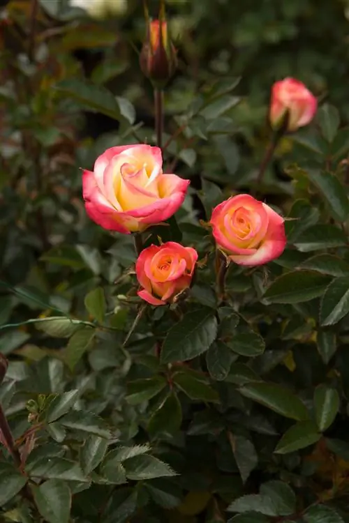 Танцующая пламенная роза