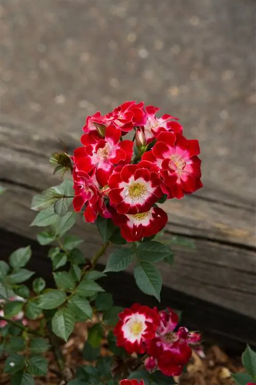 Маленькая художница Роза