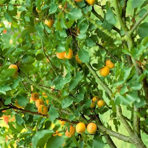 абрикосовое дерево с созревшими плодами