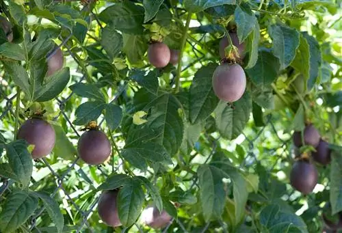 Фиолетовое дерево маракуйи Гранадилла