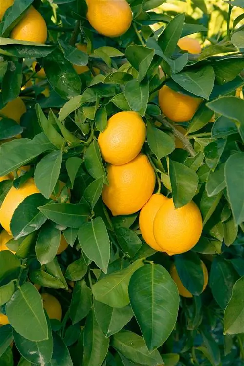 дерево с деталью лимонов мейера