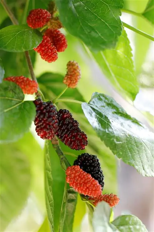 плоды красной шелковицы на ветке