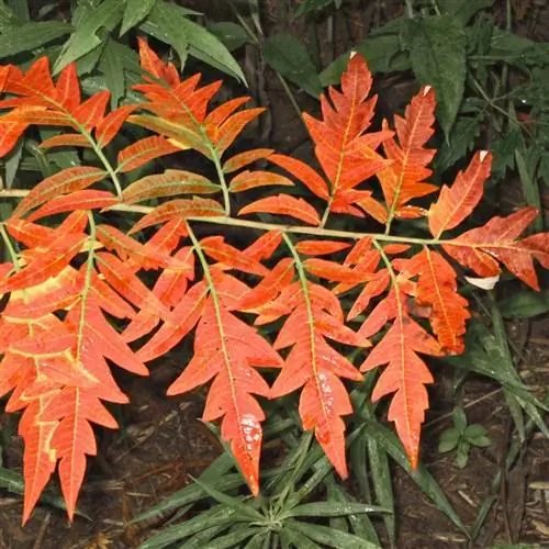 Cutleaf Staghorn Sumac Cutleaf Staghorn Sumac