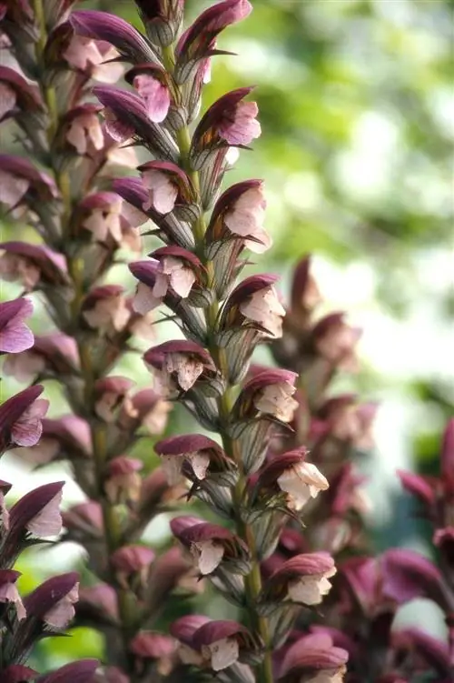 Acanthus spinosus цветущее розовое растение Acanthus spinosus цветущее розовое растение