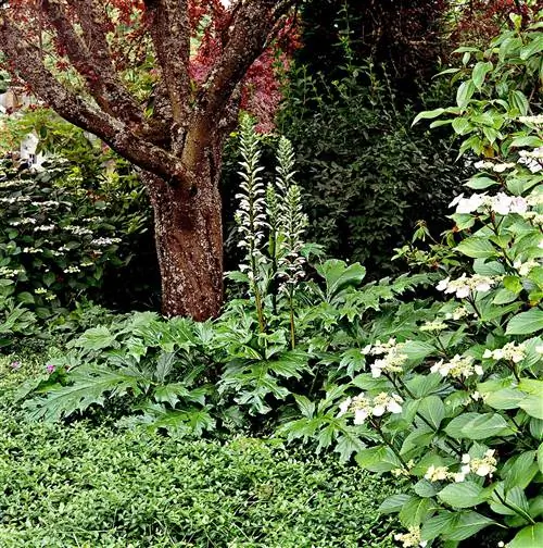 Acanthus mollis вокруг дерева Acanthus mollis вокруг дерева