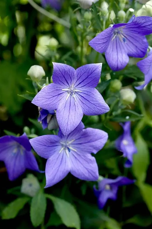 Крупным планом Platycodon 'Astra Blue' Крупным планом Platycodon 'Astra Blue'