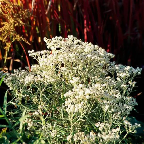Жемчужный бессмертник Anaphalis margaritacea Жемчужный бессмертник Anaphalis margaritacea
