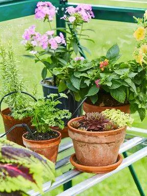 растения и цветы на полке теплицы