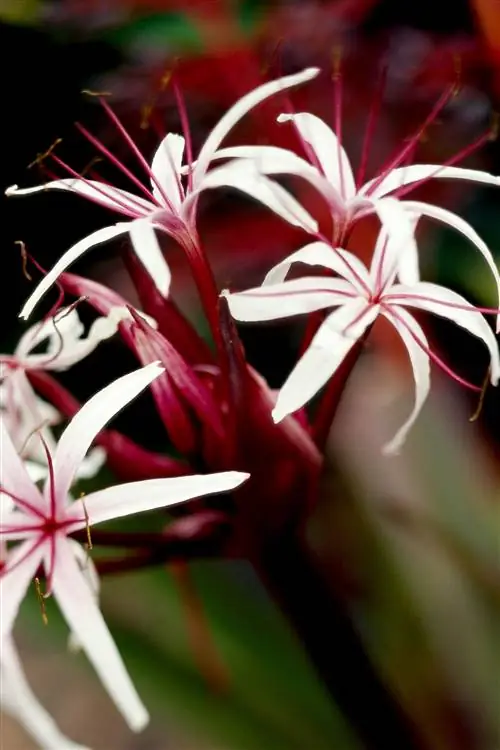 болотная лилия, Crinum asiaticum