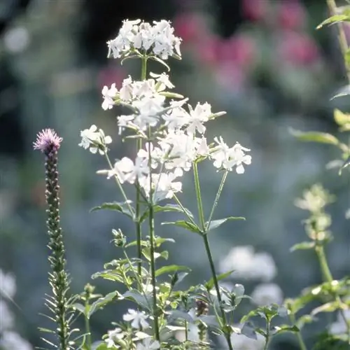 Saponaria officinalis Отскакивающая ставка Saponaria officinalis Отскакивающая ставка