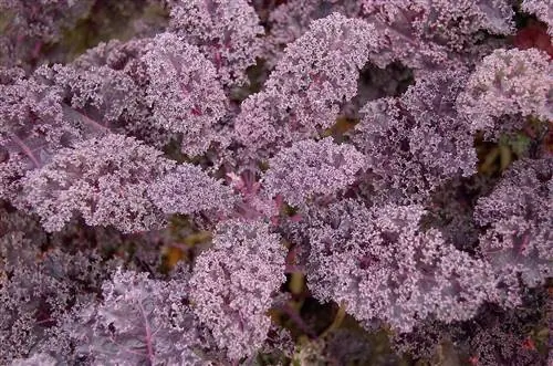 редбор-кале-брассика-редбор-кале-брассика-oleracea-acephala-группа-213e1d87