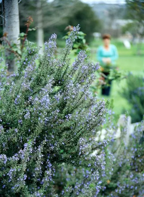 Розмарин (Rosmarinus officinalis) в цвету