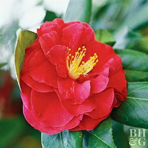 Camellia japonica 'Alexander Hunter', камелия, Camellia spp., Camellia japonica, Camellia sasanqua
