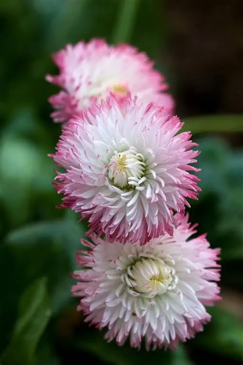Bellis perenne 'Habanera Mix' ромашка английская розовая