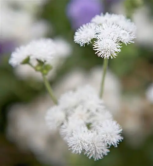 Агератум 'Hawaii White' Агератум 'Hawaii White'