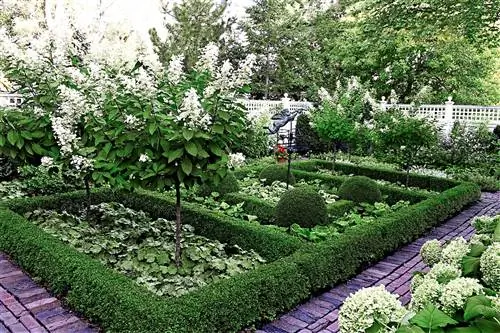 Самшит английский "Северная красавица" Самшит английский "Северная красавица"