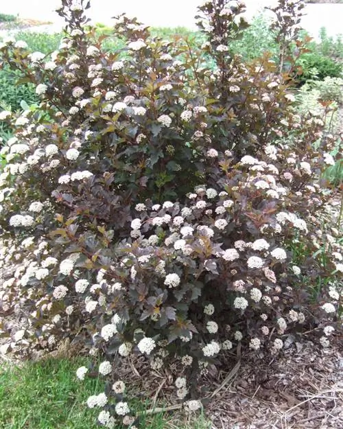 Девятикорный Physocarpus opulifolius Девятикорный Physocarpus opulifolius