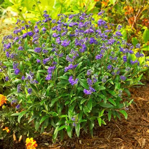 Caryopteris 'MinBleu' синяя борода Caryopteris 'MinBleu' синяя борода