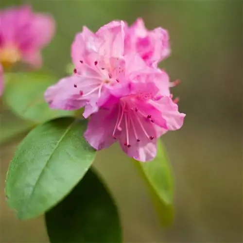 pjm-рододендрон-кустарник-f7da2cba pjm-рододендрон-кустарник-f7da2cba
