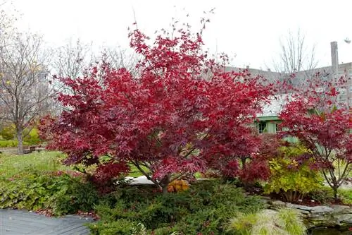 «Бладгуд» - клен японский Acer palmatum «Бладгуд» - клен японский Acer palmatum