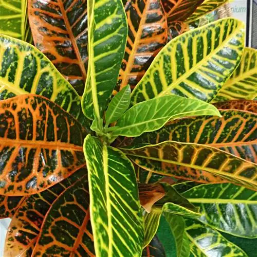 Кротоновый завод Gold Dust