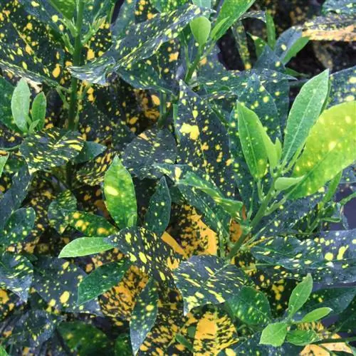 Кротоновый завод Gold Dust