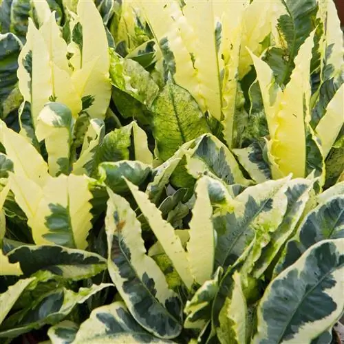 Эндрю Кротон завод