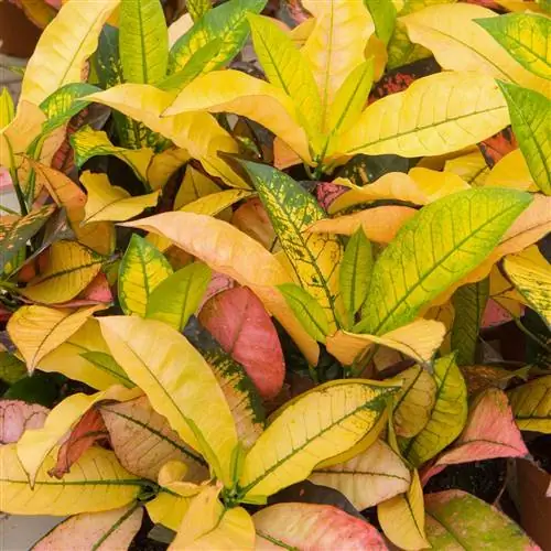 Красный Айстонский кротон