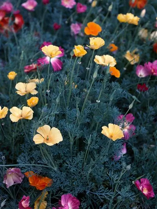 закат калифорнийский мак цветы