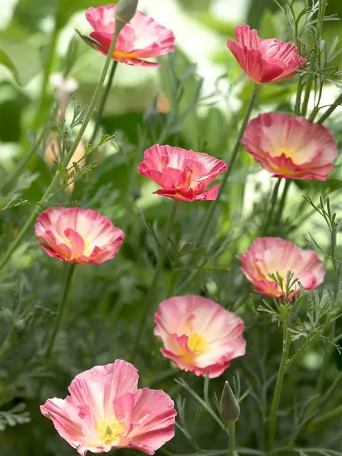 летний щербет eschscholzia калифорнийский мак цветы