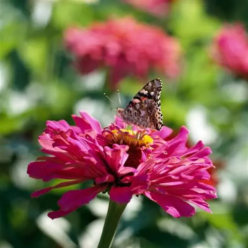 бабочка на розовом цветке циннии