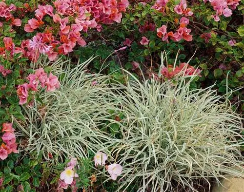 чеснок общества «серебряное кружево»