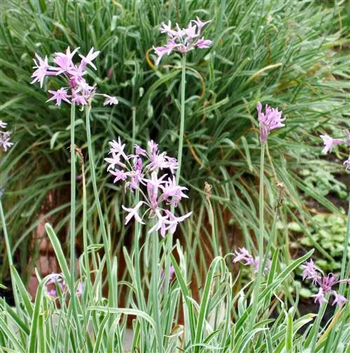 Пестролистный чеснок Tulbaghia violacea