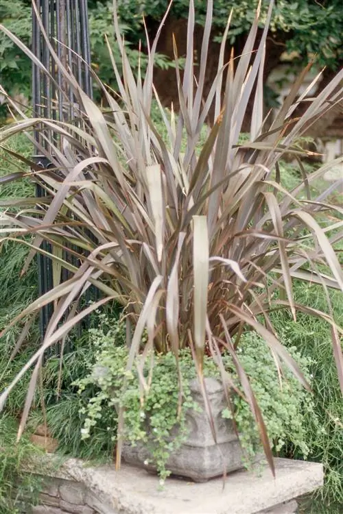 горшечный формиум