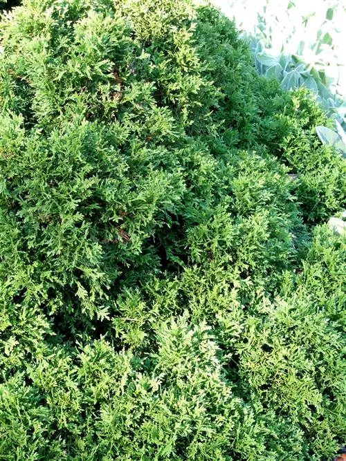 Туя западная Danica