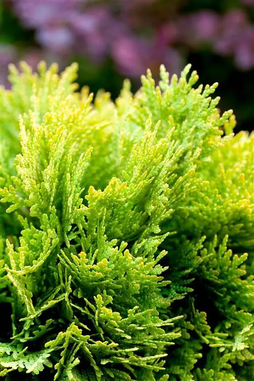 Кустарники в контейнерах