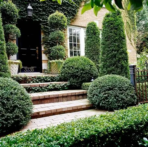 Туя "Маленькая жемчужина"