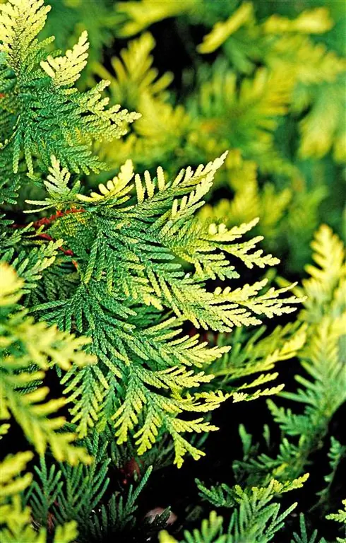 Туя восточная 'Sunkist'