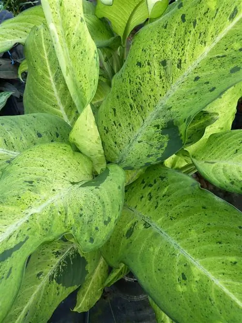 Диффенбахия Камуфляжная