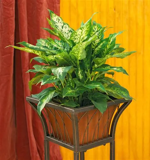 Диффенбахия пятнистая