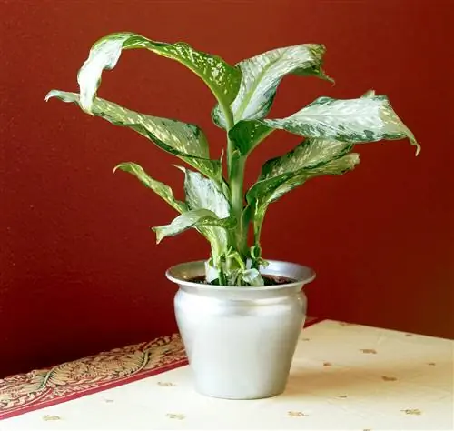 Диффенбахия Тропикал Тики