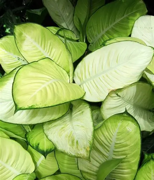 Диффенбахия Tropic Marianne