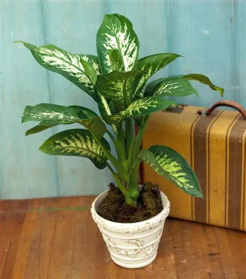 Диффенбахия 'Тропический снег'