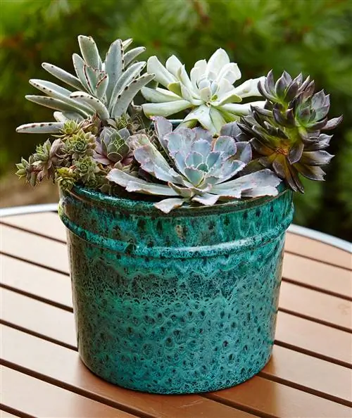 плантатор с суккулентами на столе