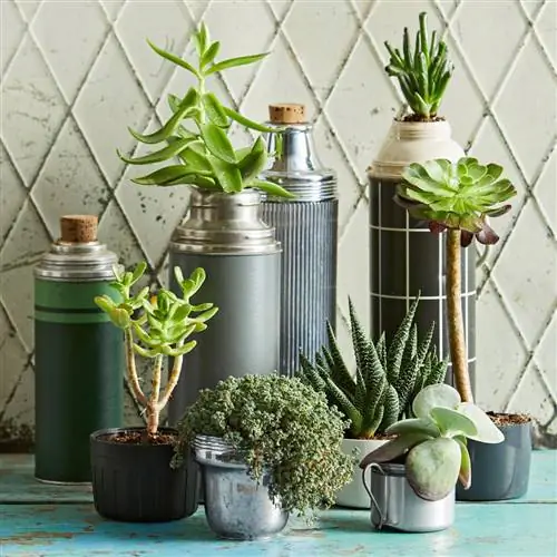 Как поливать суккуленты, чтобы они оставались здоровыми в любое время года